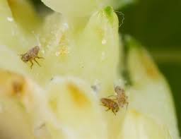 Attēlu rezultāti vaicājumam “Adelges laricis”