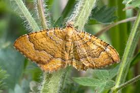 Attēlu rezultāti vaicājumam “Camptogramma bilineata”