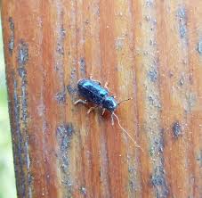 Attēlu rezultāti vaicājumam “Korynetes caeruleus”