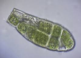 Attēlu rezultāti vaicājumam “Zygodon rupestris”