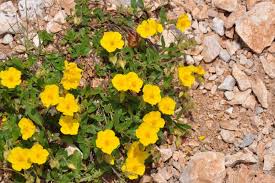 Attēlu rezultāti vaicājumam “Helianthemum nummularium flower”