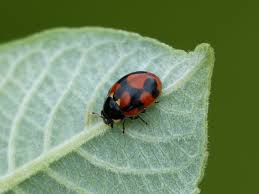 Attēlu rezultāti vaicājumam “Coccinella hieroglyphica”