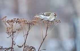 Attēlu rezultāti vaicājumam “Carduelis flammea female”
