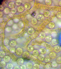 Attēlu rezultāti vaicājumam “Heterotrichia insignis (syn. Arcyria insignis) macro”