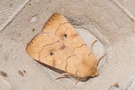 Attēlu rezultāti vaicājumam “Enargia paleacea”