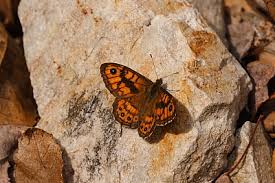 Attēlu rezultāti vaicājumam “Lasiommata megera female”