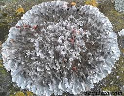 Attēlu rezultāti vaicājumam “Parmelina tiliacea”