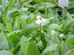 Attēlu rezultāti vaicājumam “Alismataceae”