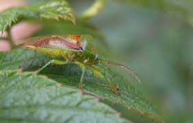 Attēlu rezultāti vaicājumam “Elasmostethus interstinctus imago”