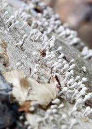 Attēlu rezultāti vaicājumam “Phleogena faginea”