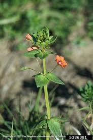 Image result for Anagallis arvensis