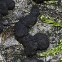 Attēlu rezultāti vaicājumam “Hypoxylon multiforme”