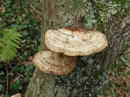 Attēlu rezultāti vaicājumam “Daedaleopsis confragosa”