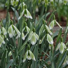 Attēlu rezultāti vaicājumam “Galanthus nivalis”
