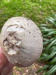 Attēlu rezultāti vaicājumam “Phleogena faginea young”