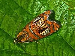 Attēlu rezultāti vaicājumam “Olethreutes arcuella”