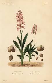 Attēlu rezultāti vaicājumam “Orchis mascula flower”