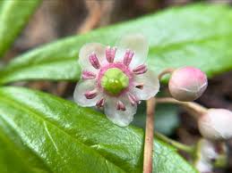 Attēlu rezultāti vaicājumam “Chimaphila umbellata”