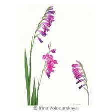 Attēlu rezultāti vaicājumam “Gladiolus imbricatus”
