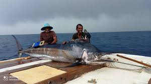 Image result for Istiompax indica