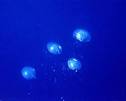  Bubbles , Orbs and Probes