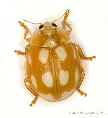 Attēlu rezultāti vaicājumam “Calvia decemguttata”