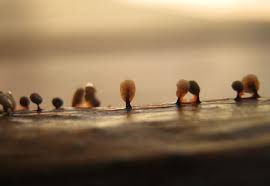 Attēlu rezultāti vaicājumam “Lamproderma pseudomaculatum macro”