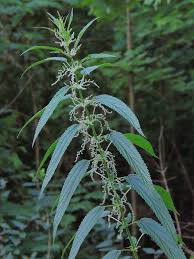 Attēlu rezultāti vaicājumam “Urtica dioica”