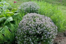 Image result for Thymus vulgaris
