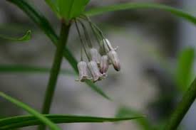 Attēlu rezultāti vaicājumam “Polygonatum verticillatum bud”