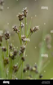 Attēlu rezultāti vaicājumam “Luzula pilosa bud”