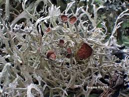 Attēlu rezultāti vaicājumam “Evernia prunastri”