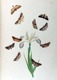 Attēlu rezultāti vaicājumam “Apamea ophiogramma”