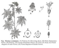 Attēlu rezultāti vaicājumam “Euphorbiaceae”