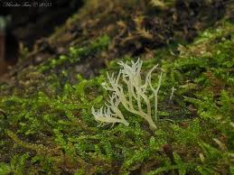 Attēlu rezultāti vaicājumam “Lentaria sp.”