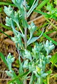 Attēlu rezultāti vaicājumam “Filago arvensis”