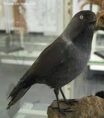 Attēlu rezultāti vaicājumam “Corvus monedula”