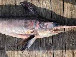 Image result for Xiphias gladius