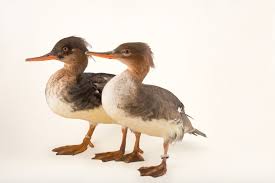 Attēlu rezultāti vaicājumam “Mergus serrator”