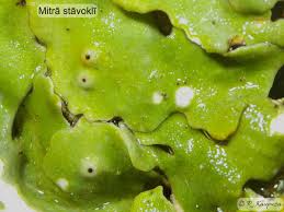 Attēlu rezultāti vaicājumam “Lobaria amplissima”