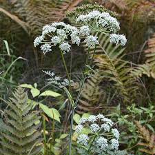 Attēlu rezultāti vaicājumam “Conioselinum tataricum”