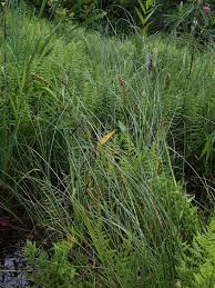 Attēlu rezultāti vaicājumam “Carex diandra”