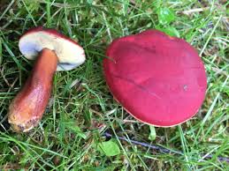 Attēlu rezultāti vaicājumam “Xerocomus rubellus”