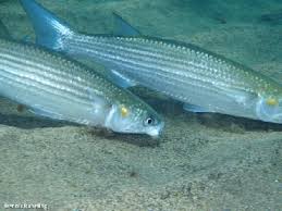 Image result for Crenimugil seheli