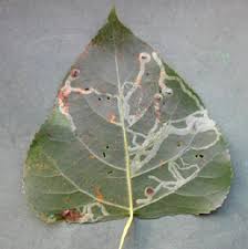 Attēlu rezultāti vaicājumam “Populus x berolinensis leaf”