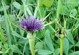 Attēlu rezultāti vaicājumam “Microbotryum tragopogonis - pratensis”