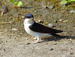 Attēlu rezultāti vaicājumam “Delichon urbicum juvenile”