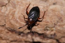 Attēlu rezultāti vaicājumam “Capsus ater”