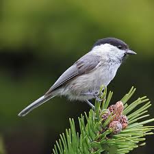 Attēlu rezultāti vaicājumam “Poecile montanus adult”