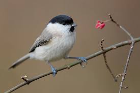 Attēlu rezultāti vaicājumam “Poecile palustris adult”